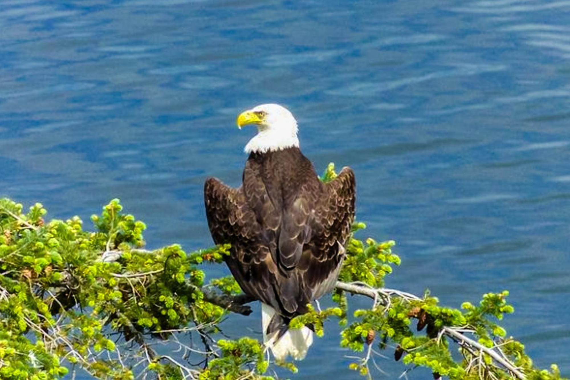 Eagles' Oceanview Villa Sequim Eksteriør bilde